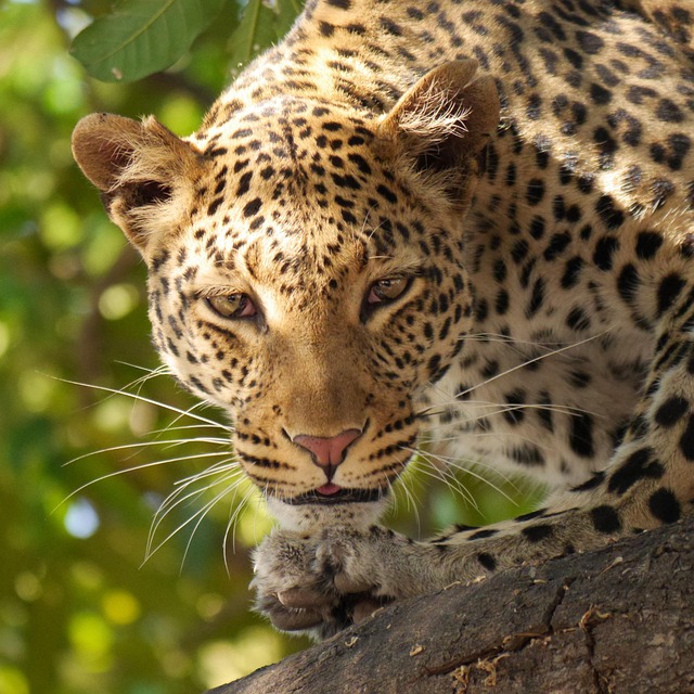 Botswana Hotels That make safari travel feel seamless and sophisticated