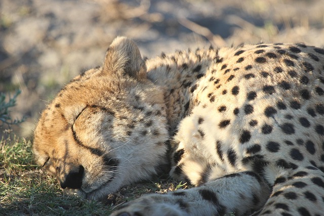 Botswana Travel Guided by wildlife, quiet, and premium pacing