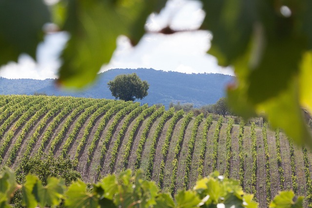 Hidden Resorts in Tuscany With Vineyard Views
