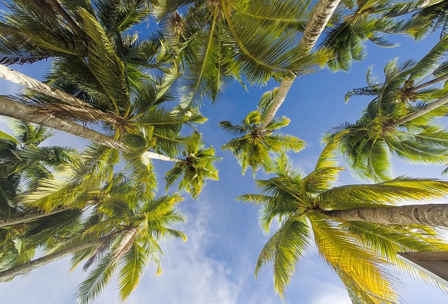 Indonesian Resorts Surrounded by green beauty and tropical quiet