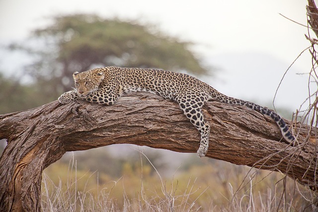 Kenya Adventures Where safari wonder meets refined downtime