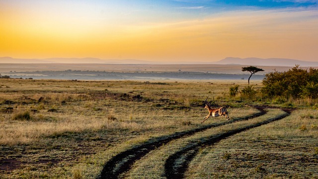 Premium Kenya Travel Plans for Wildlife and Refined Adventure