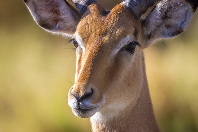 Safari Villas in Botswana for Luxury Wilderness Living