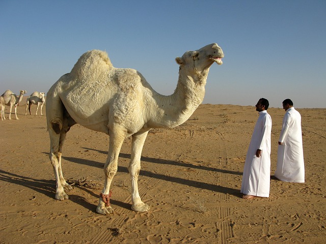 Saudi Arabia Journeys Across desert beauty and polished new comforts