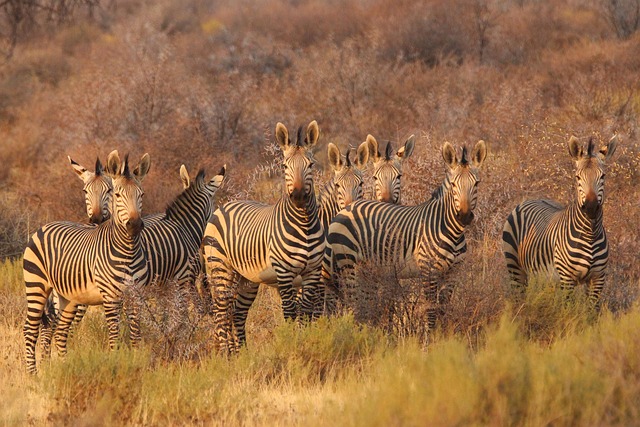 South Africa Hotels That move from safari mood to coastal chic