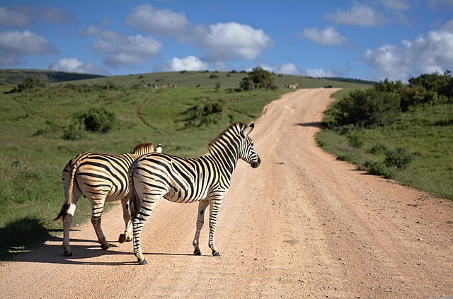 South African Hotels That move from safari drama to coastal polish