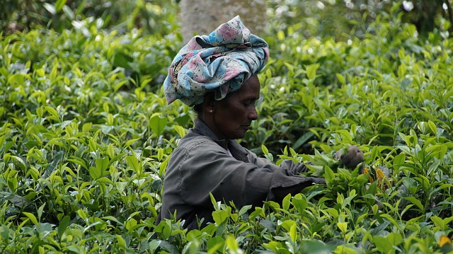 Sri Lanka Adventures That mix tea country peace with coastal rest